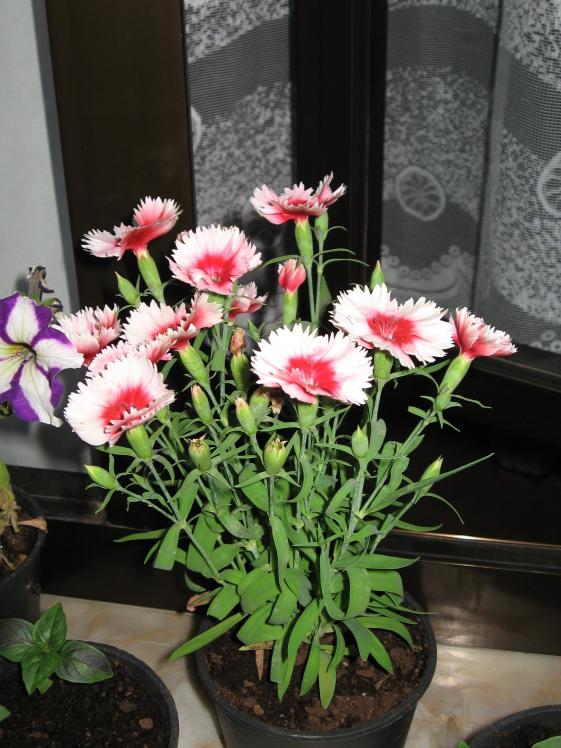 Name:  IMG_1611.jpg
Views: 1253
Size:  73.9 KB