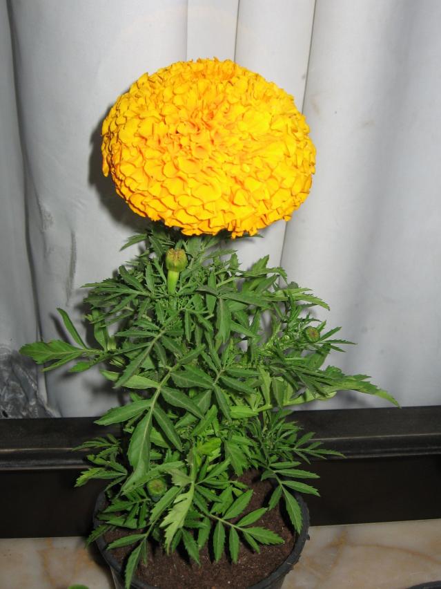 Name:  IMG_1612.jpg
Views: 1359
Size:  70.2 KB