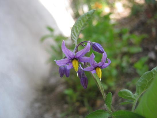 Name:  solanum dulcamara.JPG
Views: 950
Size:  35.5 KB