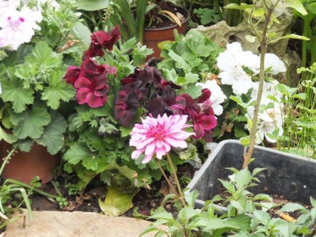 Name:  DSCF2543.jpg
Views: 503
Size:  65.4 KB