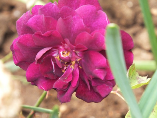 Name:  DSCF2564.jpg
Views: 477
Size:  66.8 KB