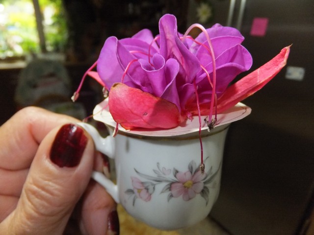 Name:  DSCF2650.jpg
Views: 623
Size:  68.2 KB