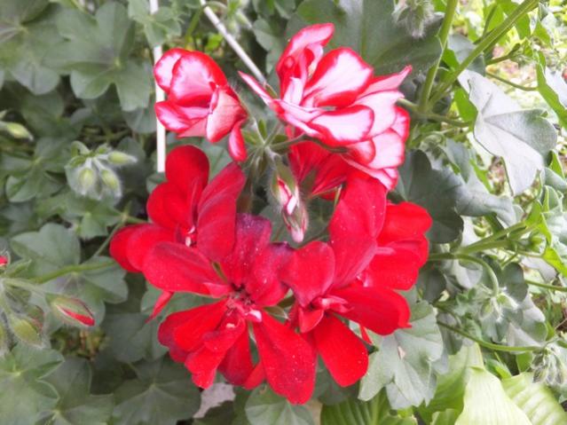 Name:  DSCF2654.jpg
Views: 463
Size:  50.6 KB