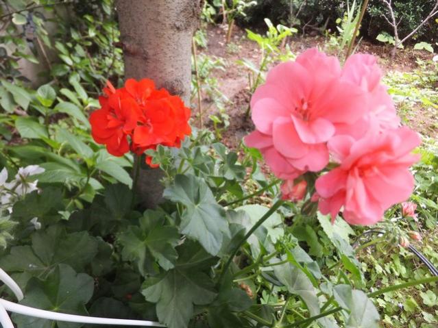 Name:  DSCF2655.jpg
Views: 488
Size:  60.9 KB