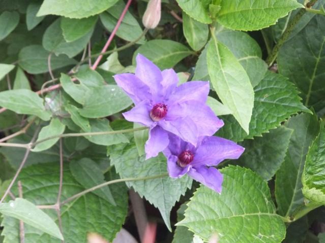 Name:  DSCF2612.jpg
Views: 707
Size:  46.7 KB