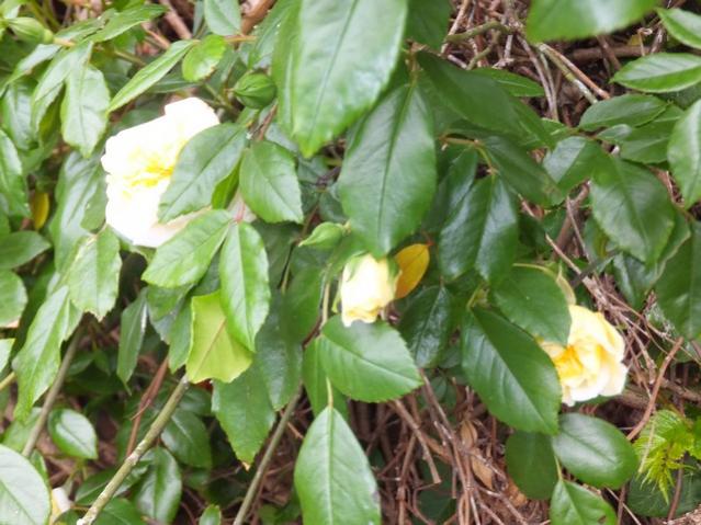 Name:  DSCF2615.jpg
Views: 581
Size:  54.9 KB