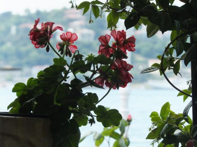 Name:  DSCF2680.jpg
Views: 656
Size:  43.3 KB