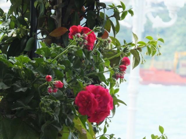 Name:  DSCF2681.jpg
Views: 635
Size:  44.0 KB