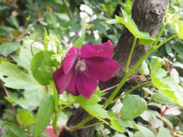 Name:  DSCF2688.jpg
Views: 612
Size:  46.1 KB
