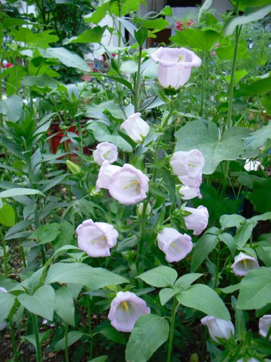 Name:  SDC13835 copy copy.jpg
Views: 460
Size:  76.6 KB