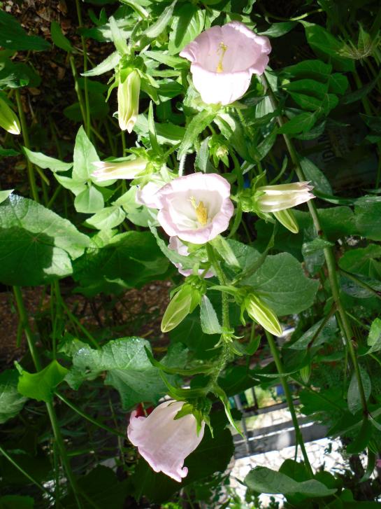 Name:  SDC13773 copy copy.jpg
Views: 470
Size:  75.6 KB