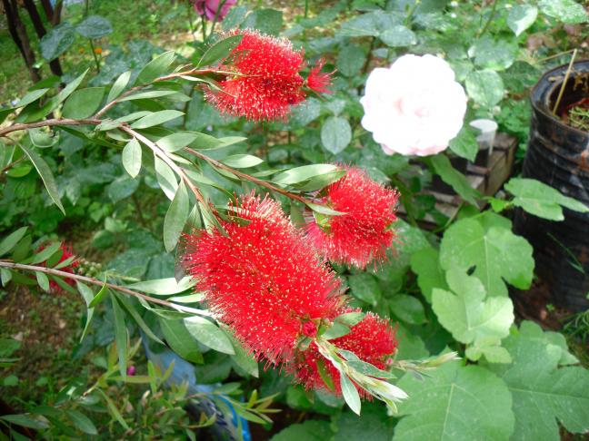 Name:  SDC13768 copy copy.jpg
Views: 476
Size:  69.9 KB