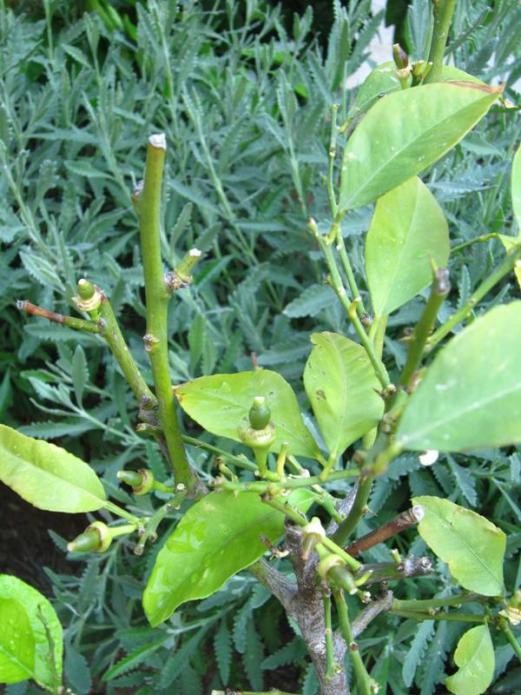 Name:  limon1.jpg
Views: 785
Size:  69.2 KB