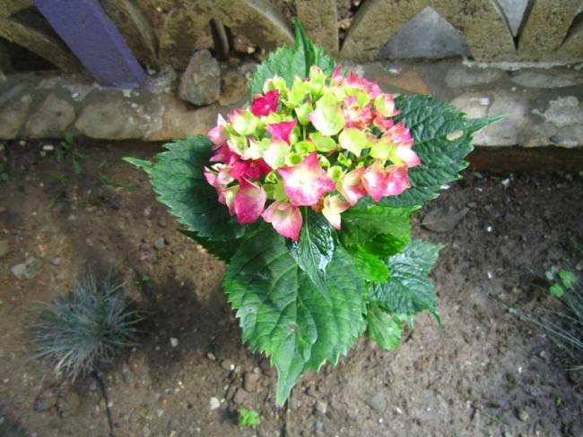 Name:  ortanca1.jpg
Views: 1020
Size:  57.5 KB