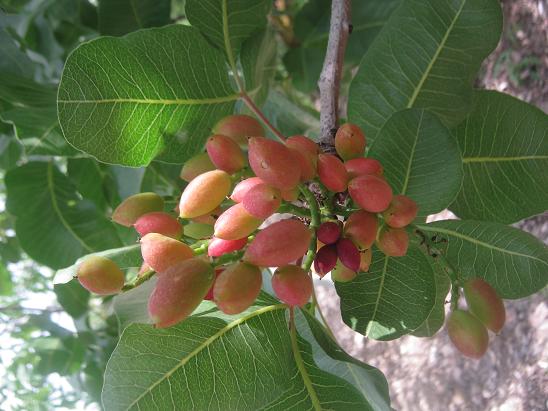 Name:  antep.JPG
Views: 1515
Size:  48.7 KB