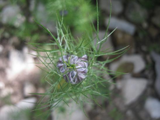 Name:  rekotu.JPG
Views: 1601
Size:  38.9 KB