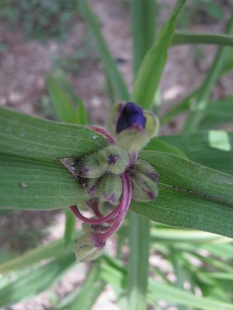 Name:  tradescantia andersoniana.JPG
Views: 1505
Size:  26.8 KB