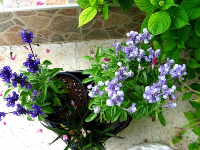 Name:  salvia.jpg
Views: 1082
Size:  70.4 KB