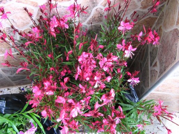 Name:  gaura.jpg
Views: 1643
Size:  72.6 KB