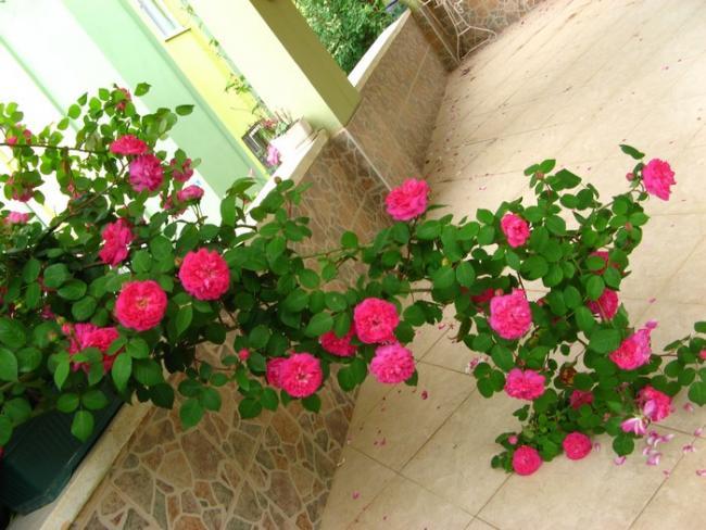 Name:  gll.jpg
Views: 1353
Size:  57.5 KB