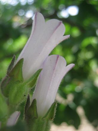 Name:  kr .5.JPG
Views: 1679
Size:  24.0 KB