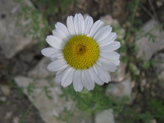 Name:  papatya.JPG
Views: 1291
Size:  37.1 KB