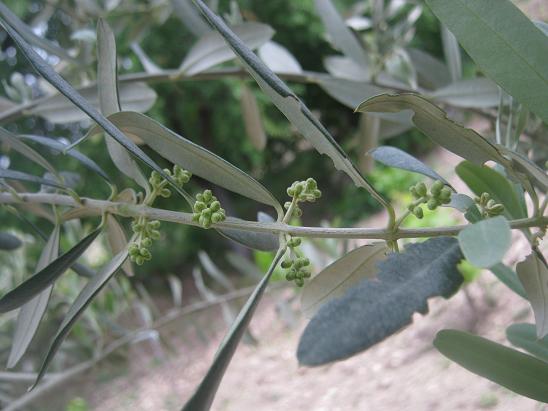 Name:  zeytin.JPG
Views: 1215
Size:  48.2 KB