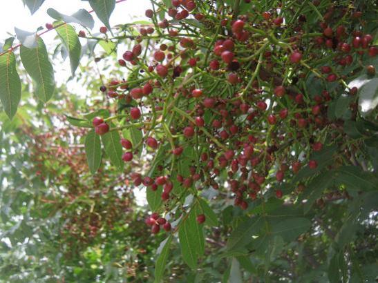 Name:  menengi.jpg
Views: 6516
Size:  50.6 KB