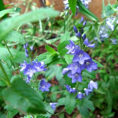 Name:  Veronica teucrium Royal Blue.jpg
Views: 1652
Size:  59.5 KB