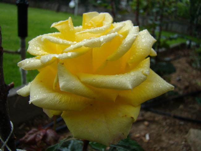 Name:  DSC09756a.jpg
Views: 2400
Size:  32.2 KB