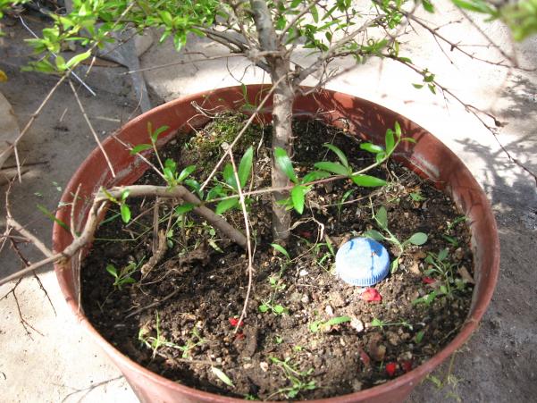 Name:  IMG_1686.jpg
Views: 1097
Size:  72.1 KB