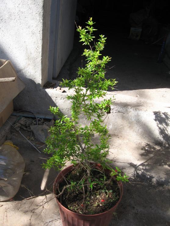 Name:  IMG_1684.jpg
Views: 1000
Size:  72.1 KB