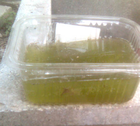 Name:  yosunlasmis_su.jpg
Views: 982
Size:  40.9 KB