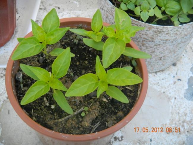 Name:  DSCN1131.jpg
Views: 1198
Size:  50.6 KB