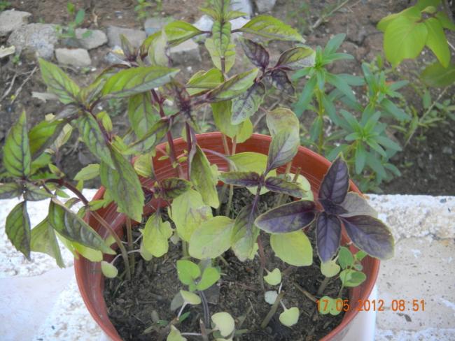 Name:  DSCN1133.jpg
Views: 886
Size:  57.3 KB