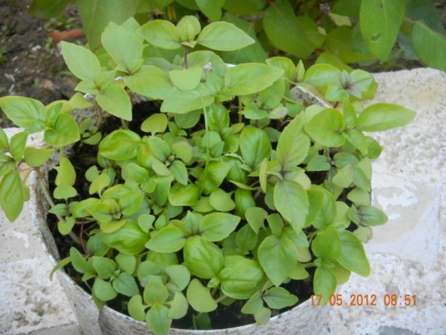 Name:  DSCN1132.jpg
Views: 908
Size:  50.4 KB
