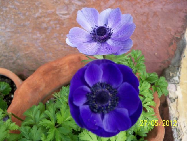 Name:  100_4488.jpg
Views: 644
Size:  43.7 KB