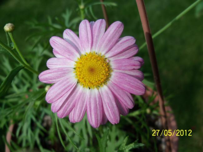 Name:  100_4457.jpg
Views: 619
Size:  36.5 KB