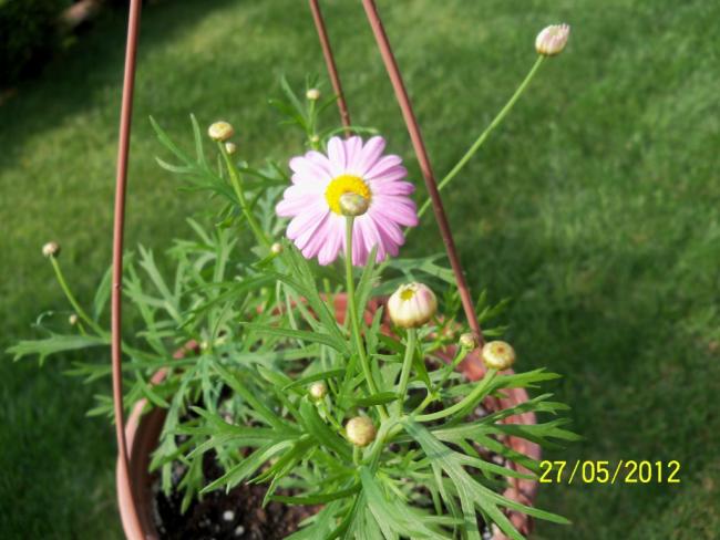 Name:  100_4456.jpg
Views: 635
Size:  45.8 KB