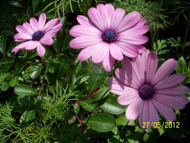 Name:  100_4350.jpg
Views: 624
Size:  60.1 KB