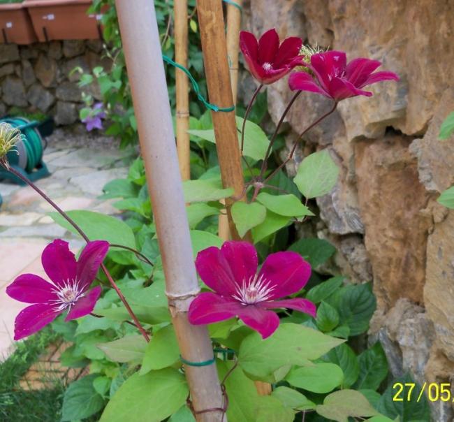 Name:  100_4157.jpg
Views: 671
Size:  60.9 KB