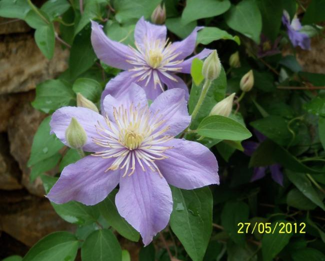 Name:  100_4165.jpg
Views: 631
Size:  43.9 KB