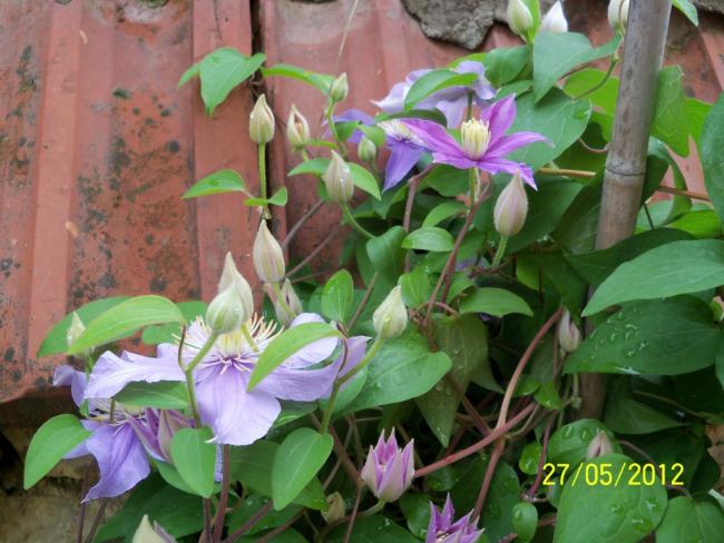 Name:  100_4167.jpg
Views: 654
Size:  53.4 KB