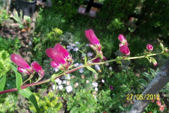 Name:  100_4364.jpg
Views: 613
Size:  52.5 KB