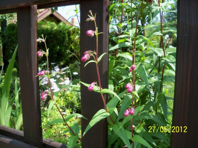 Name:  100_4354.jpg
Views: 590
Size:  63.1 KB