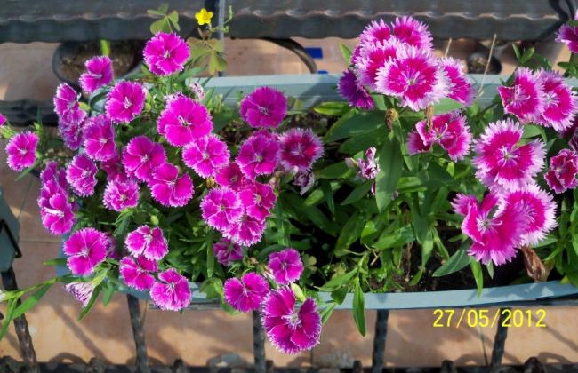 Name:  100_4443.jpg
Views: 629
Size:  65.3 KB