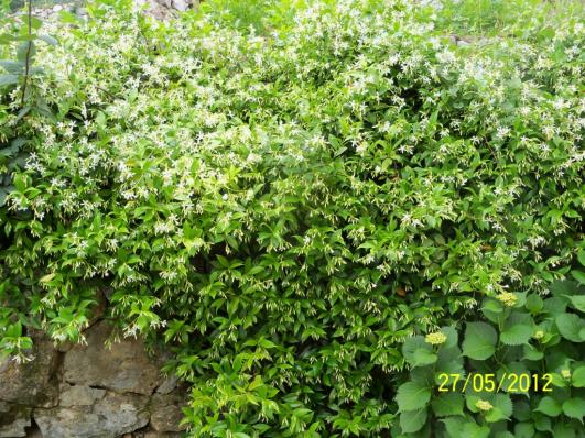 Name:  100_4218.jpg
Views: 648
Size:  74.0 KB