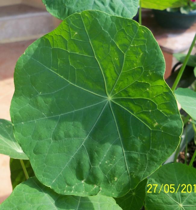 Name:  100_4447.jpg
Views: 651
Size:  56.8 KB