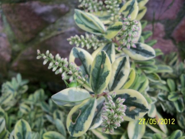 Name:  100_4485.jpg
Views: 657
Size:  42.6 KB