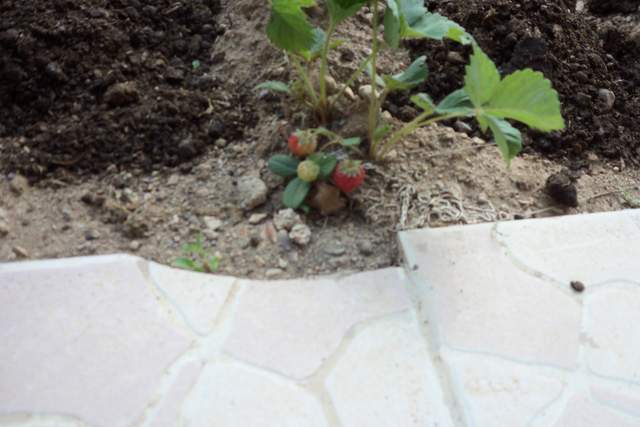 Name:  100_2411.JPG
Views: 614
Size:  41.4 KB